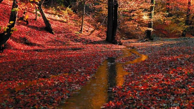 Amazing autumn landscape in the forest with colred leaves and a river flowing