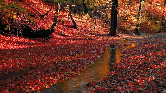 Amazing autumn landscape in the forest with colred leaves and a river flowing