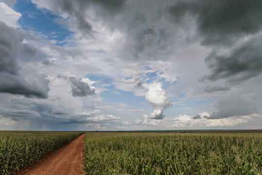 storm clouds over the cornfield © Alecio