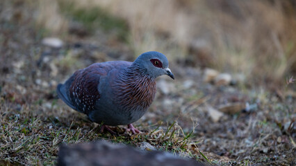 a speckled pigeon close up