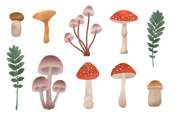 Hand drawn mushrooms and plants isolated on transparent background. Colorful illustration set.