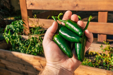 a man holding freshly picked home grown jalapenos in his hand