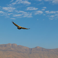 Fototapeta na wymiar a cape vulture in flight