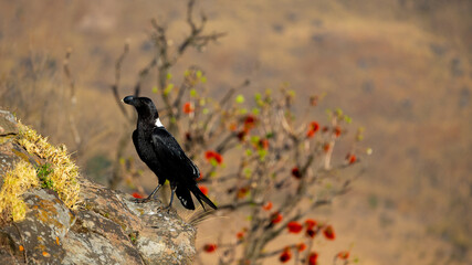 a White necked raven in golden light