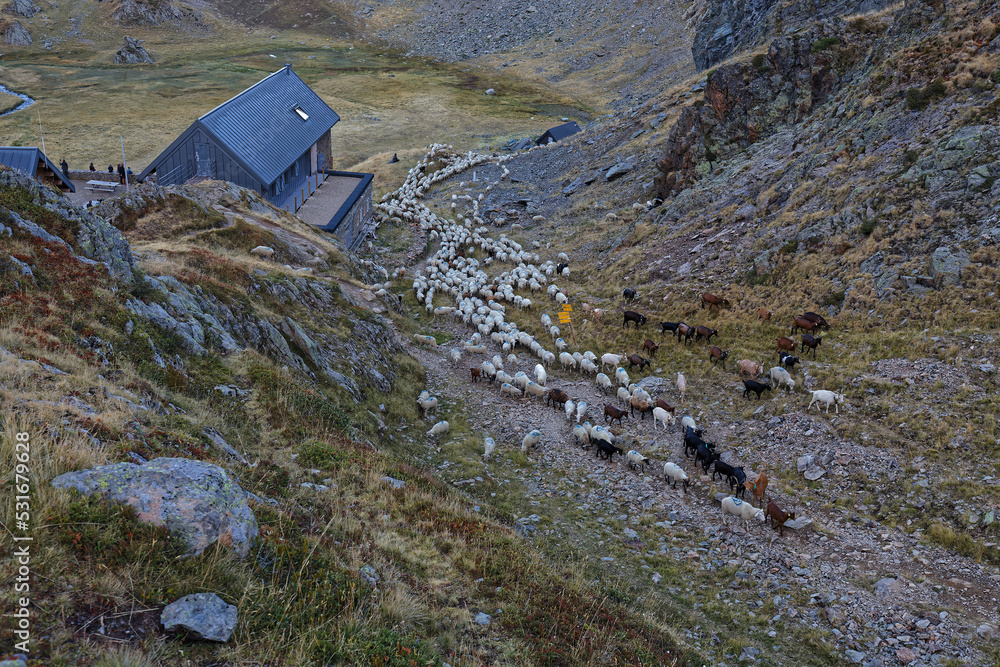 Wall mural Herd of sheeps around La Pra mountain hut