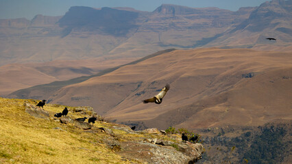 Fototapeta na wymiar cape vulture landing on the edge of a mountain