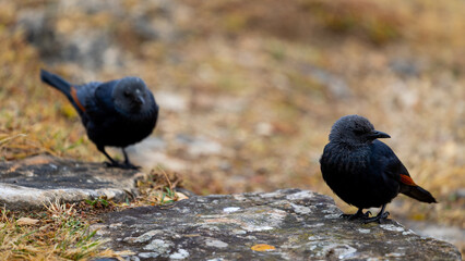 Red-winged sterling at giants castle