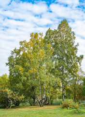 Fototapeta premium birch in autumn