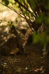 Homeless kittens sit under a tree