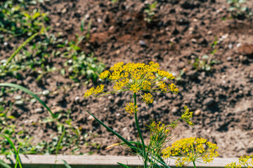 dill flower in the garden