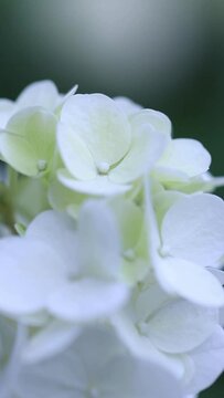 White hydrangea flowers slowly sway in the wind