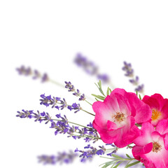 Bright pink roses and provence lavender bouquet isolated transparent png