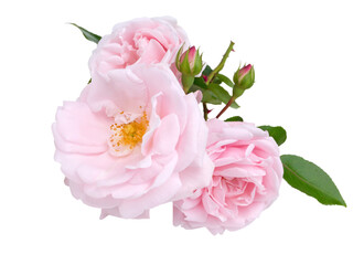 Three pink roses and buds isolated transparent png
