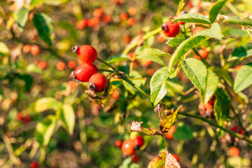 red ripe rosehips in autumn detail