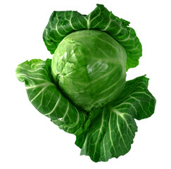 Head of green young fresh cabbage with fluffed leaves, on a white background in insulated
