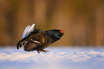 Male Black grouse displaying at lek site in the snow in sunrise gold backlit
