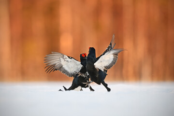 Two male Black grouse fighting at lek site in snow in sunrise gold backlit