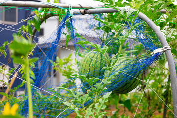 都会の畑になる児玉スイカ・小玉スイカの赤ちゃん・家庭菜園の畑（東京都練馬区）