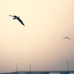 foggy dock. pier, autumn silence. calm. seagulls.