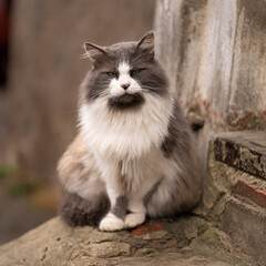 homeless cat. abandoned animal. people, please be kind. adopt an animal.big fluffy gray cat with white spots.