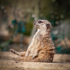 Fototapeta premium One meerkat sitting on their butt watching and waiting.
