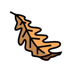 leaf oak autumn  color icon vector. leaf oak autumn  sign. isolated symbol illustration