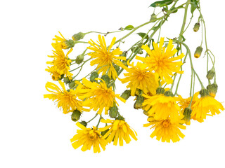 Wild yellow hawksbeard flowers bouquet isolated transparent png