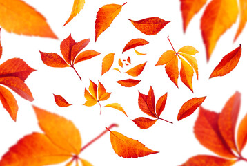 Isolated leaf collection. Falling Autumn Leaves on white background. Selective focus