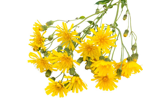 Wild Yellow Hawksbeard Flowers Bouquet Isolated Transparent Png