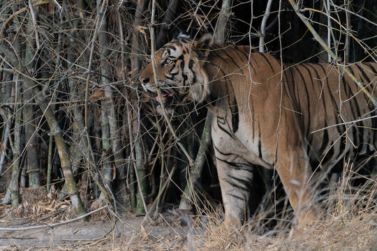  Tiger, Bengal Tiger (Panthera tigris Tigris), walking in Bandhavgarh National Park in India      