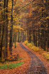Country road in autumn forest. Path in colorful deciduous woodland