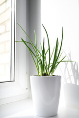 a garden of young onion on a window sill.Growing onions on the windowsill.