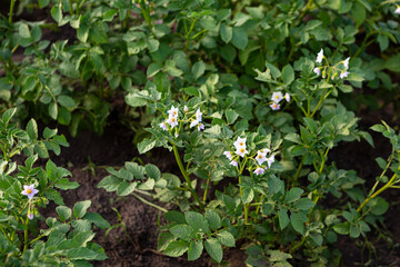 Organic blooming potato plans in garden top view food homegrown