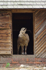stone sheep staying in the door