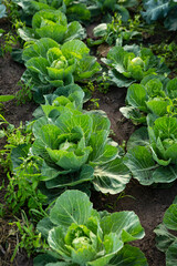 Organic cabbages in garden food homegrown