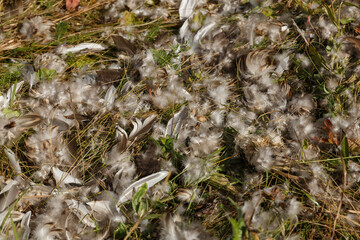 Bird feathers scattered across the grass. Remains of a bird. Bird killed and eaten by predator