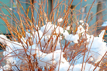 Dry bushes covered with snow on a winter day.