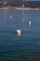 Scenic view of a white swan swimming in turquoise waters of Geneva Lake, Switzerland