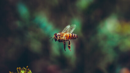 Abeja volando