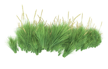 Grass on transparent background. 3d rendering - illustration