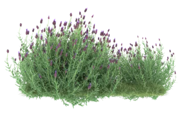 Zelfklevend Fotobehang Grass on transparent background. 3d rendering - illustration © Cristian