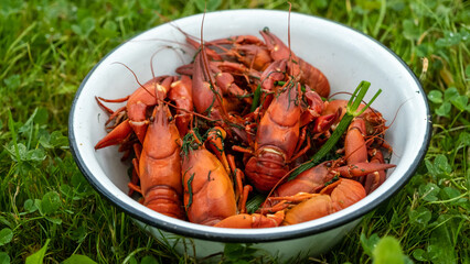 Boiled red crayfish in a metal bowl. A healthy diet meal