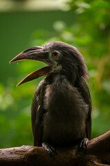 palawan hornbill in the nature park