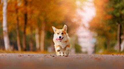 Portrait happy corgi dog running in yellow park, autumn mood banner