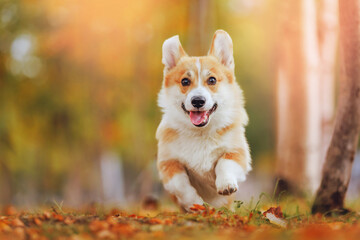 Portrait happy corgi dog running in yellow park, autumn mood