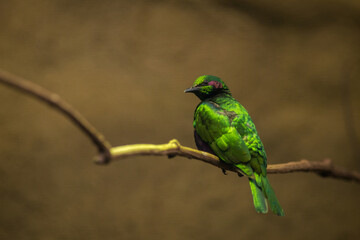 coccycolius iris portrait in nature park