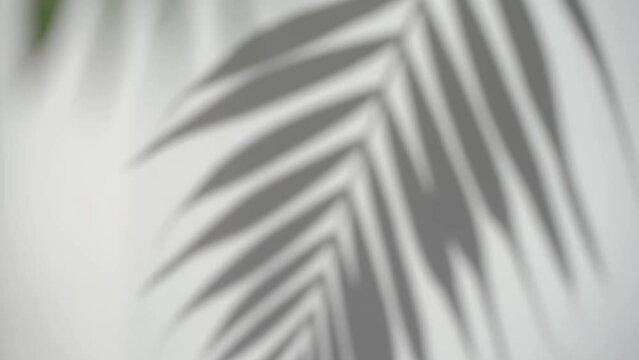 Shadow palm leaf blurred background. Tropical plant on sunny white wall. Overlay effect. 