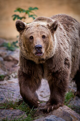 Obraz na płótnie Canvas brown bear portrait in nature