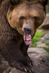 Naklejka na ściany i meble brown bear portrait in nature