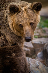 brown bear portrait in nature